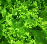 /haber/inflation-rate-for-february-19-67-percent-price-of-lettuce-increases-a-record-35-19-percent-206054