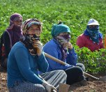 /haber/10-hour-shift-of-agricultural-women-workers-in-the-sun-in-40-degrees-photo-gallery-210634