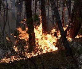 /haber/wildfire-breaks-out-in-eskisehir-211650
