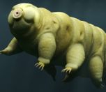 /yazi/ay-da-an-itibariyle-binlerce-tardigrad-bulunuyor-211769