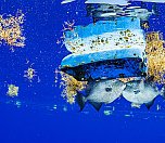 /haber/plastik-kirliligi-sargasso-denizi-nde-de-canli-yasami-tehdit-ediyor-211997