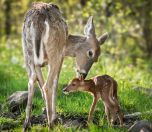 İnsanlar ve Geyikler Birbirine Akrabadır