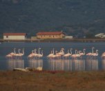 /haber/flamingo-yolu-215210