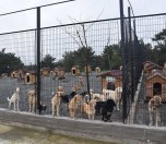 /haber/didim-is-now-turkey-s-first-municipality-without-animal-testing-216709