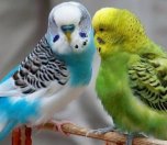 /haber/van-prison-now-regulates-sexual-life-of-birds-217246
