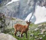 /haber/dersim-de-dag-kecilerini-avlayanlara-suc-duyurusu-217866