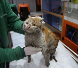 /haber/elazig-earthquake-toros-the-cat-rescued-from-under-debris-219284