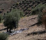 /haber/afrin-s-olive-oils-is-a-trade-secret-says-minister-of-agriculture-219624