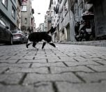 Evde Kalmak Herkesin Hakkı