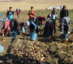 /haber/agricultural-workers-to-migrate-amid-pandemic-government-has-done-little-to-protect-them-222654