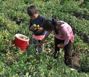 /haber/ihd-child-labor-in-agriculture-continuing-despite-pandemic-225623
