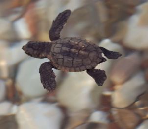 /haber/coal-fired-plant-project-threatens-endangered-sea-turtles-on-turkey-s-mediterranean-shores-225733