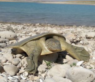 /haber/endangered-softshell-turtle-species-found-in-southeastern-turkey-226176