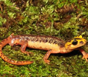 /haber/habitat-loss-threatens-turkey-s-unique-salamander-226433