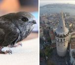 /haber/restoration-of-galata-tower-paused-out-of-concerns-for-swift-birds-226988