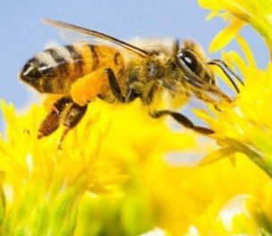 /yazi/a-blacklist-of-pesticides-used-in-turkey-that-are-most-harmful-to-bees-227784