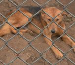 /haber/dog-abused-in-municipality-s-shelter-229410