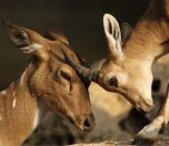 /haber/courts-halt-tendering-processes-for-hunting-mountain-goats-and-gazelles-229954
