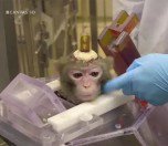 /haber/belcika-daki-deneylerde-maymunlarin-kafatasini-deldiler-231320