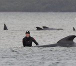 /haber/tazmanya-aciklarinda-270-balina-karaya-vurdu-231325