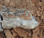 /haber/9-milyon-yil-oncesine-tarihlenen-hayvan-fosilleri-bulundu-231832