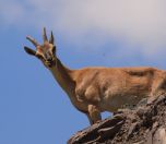 /haber/permission-for-hunting-mountain-goats-revoked-amid-public-reaction-235595