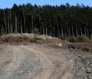 /haber/how-has-cengiz-holding-destroyed-turkey-s-forests-236551