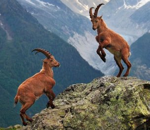 /haber/court-cancels-tender-for-hunting-of-vulnerable-goat-species-cites-berne-convention-237513