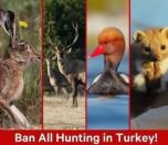 /haber/234-civil-society-organizations-ban-all-hunting-in-turkey-240245