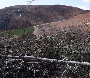 /haber/gold-mining-company-felling-trees-in-ordu-despite-expired-license-242086