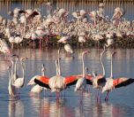 /haber/izmir-in-flamingo-yavrulari-yumurtadan-cikmaya-basladi-243800
