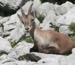 /haber/permission-for-killing-45-wild-goats-a-vulnerable-species-244526