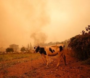 /haber/sixty-three-wildfires-in-two-days-government-slammed-over-lack-of-firefighting-aircraft-247908