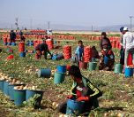 /haber/child-labor-in-turkey-agricultural-worker-loses-her-life-248663
