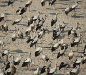 /haber/volunteers-in-mersin-keep-watch-near-power-lines-to-keep-migrating-birds-from-being-electrocuted-249533