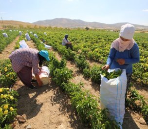 /haber/turkey-posts-record-high-producer-inflation-in-agriculture-250576