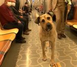 /haber/urban-dog-boji-travels-on-istanbul-s-public-transport-system-29-stations-in-a-day-251225