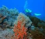 /haber/dunyada-mercan-resifinin-yuzde-14-u-yok-oldu-251320