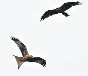 /haber/bird-observer-spots-rare-kite-bird-in-istanbul-252231