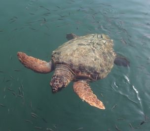 /haber/kriza-iklime-reya-caretta-carettayan-guhertiye-252318