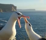 /haber/en-sadik-kus-olan-albatroslar-bosaniyor-253810