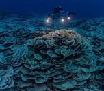 /haber/iklim-krizinden-etkilenmemis-bir-mercan-resifi-bulundu-256578