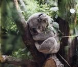/haber/avustralya-koalalari-nesli-tukenmekte-olan-hayvan-listesine-aldi-257607