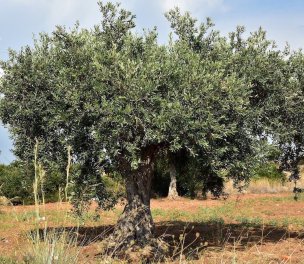 /haber/don-t-touch-my-olive-ecology-agriculture-groups-oppose-new-mining-regulations-258510