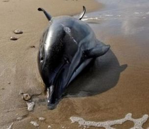 /haber/more-than-80-dolphins-killed-off-turkey-s-black-sea-coast-in-a-month-259698
