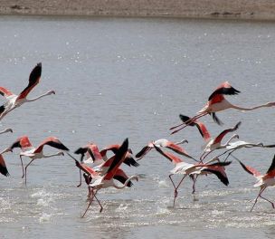 /haber/flamingos-begin-arriving-in-turkey-s-lake-tuz-to-nest-in-larger-numbers-than-last-year-259882