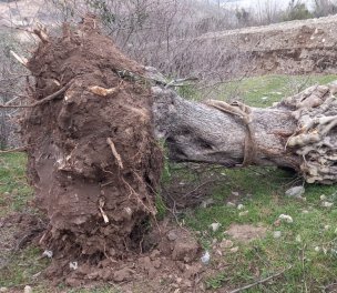 /haber/mining-company-uproots-olive-trees-in-mugla-as-locals-protest-attacked-by-security-guards-259923