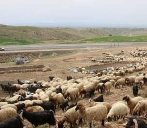 /haber/shepherds-not-allowed-to-pasture-animals-due-to-military-operation-into-krg-260759