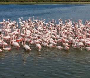 /haber/nearly-1-900-flamingo-chicks-hatched-in-turkey-s-lake-tuz-in-2021-261564