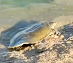 /haber/fishers-spot-endangered-turtle-in-adiyaman-264630